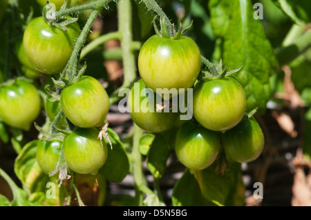 Des tomates plantées dans un panier suspendu. Banque D'Images