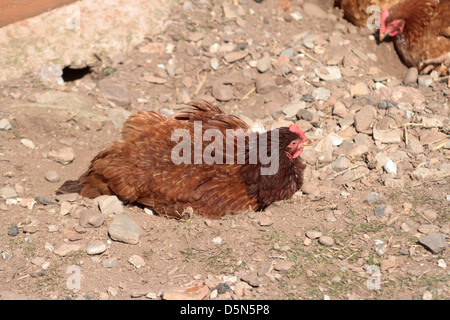 Poussière de poulet le bain. uk Banque D'Images