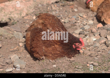 Poussière de poulet le bain. uk Banque D'Images