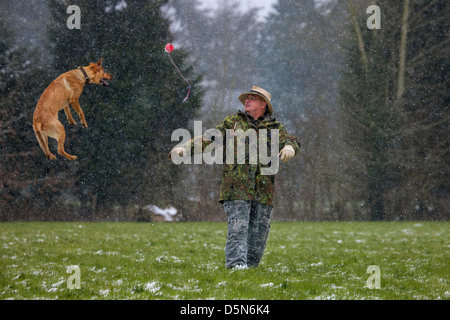 Chien de race mixte (Labrador - Chien de Berger Belge Malinois /) et propriétaire de jouer avec la balle dans la neige en hiver Banque D'Images