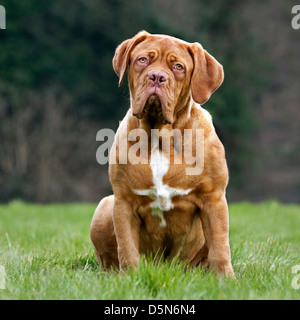 Dogue de Bordeaux / Dogue français / Bordeauxdog, dog in garden Banque D'Images