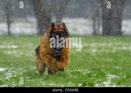Berger Allemand / alsacien (Canis lupus familiaris) s'exécutant dans jardin en averse de neige en hiver Banque D'Images