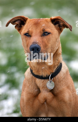 Chien de race mixte (Labrador - Chien de Berger Belge Malinois) / dans la neige en hiver Banque D'Images