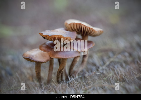 Petits champignons grandissant ensemble dans l'herbe, des images macro Banque D'Images