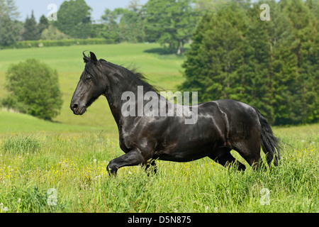 Cheval frison trottant dans un pré Banque D'Images