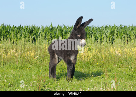 Deux semaines Poitou donkey foal Banque D'Images