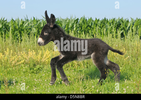 Deux semaines Poitou donkey foal Banque D'Images