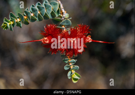 L'ouest de l'Australie Rapière Featherflower Mitchelliana Verticordia Banque D'Images
