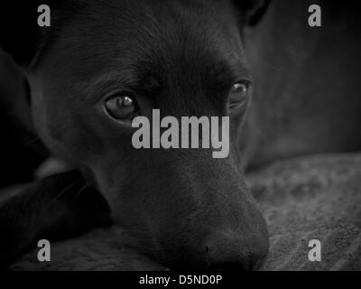 Jack Russel,l border cross Colloie relaxant après une longue promenade. Banque D'Images