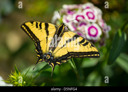 Belle western tiger swallowtail butterfly sur les fleurs de printemps. Banque D'Images