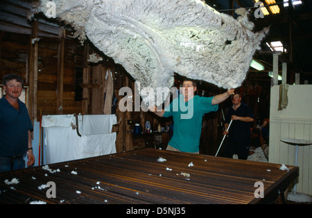 La Tasmanie Australie Man Holding Fleece à la tonte des moutons de Table de tri Banque D'Images