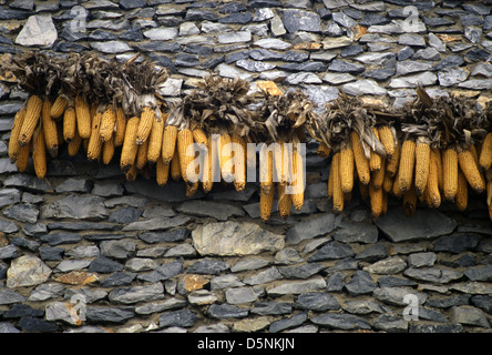 Ligne d'épis de maïs séchant sur un mur en adobe dans Un village rural Chine Banque D'Images