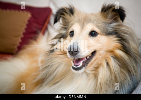 Sheltie allongé sur le canapé Banque D'Images
