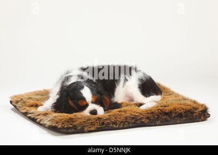 Cavalier King Charles Spaniel puppy, tricolore, 10 semaines, sur l'oreiller / coussin Banque D'Images