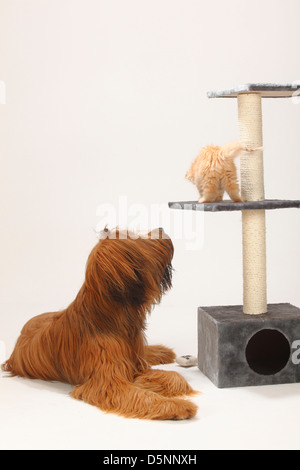 Briard, 1 ans, et un chat domestique, chaton / Berger de Brie Banque D'Images