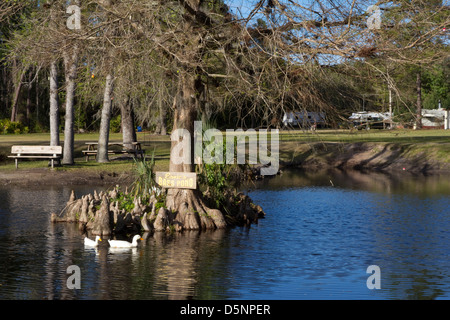 Ernie's d'un étang, avec ses cyprès, de l'île pêche propose gratuitement au public à Highland Park Fish Camp près de Deland, FL Banque D'Images