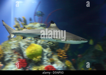 Requin requin (Carcharhinus melanopterus) Banque D'Images