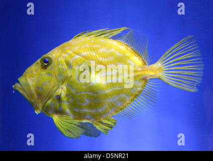 John Dory, également connu sous le nom de St Pierre ou Peter's Fish (Zeus faber) Banque D'Images