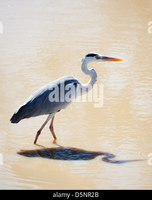 Héron cendré, parc national de Yala, au Sri Lanka Banque D'Images