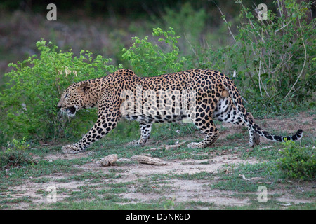 Leopard, parc national de Yala, au Sri Lanka Banque D'Images