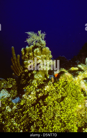 Îles Caïmans Sept 1994 diapositives numériques,Conversions la plongée,Divers,Corail, la photographie sous-marine, les îles Caïmanes,Caraïbes Banque D'Images