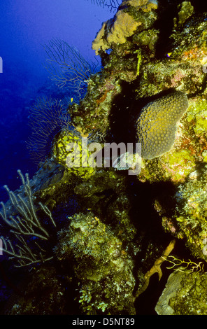 Îles Caïmans Sept 1994 diapositives numériques,Conversions la plongée,Divers,Corail, la photographie sous-marine, les îles Caïmanes,Caraïbes Banque D'Images