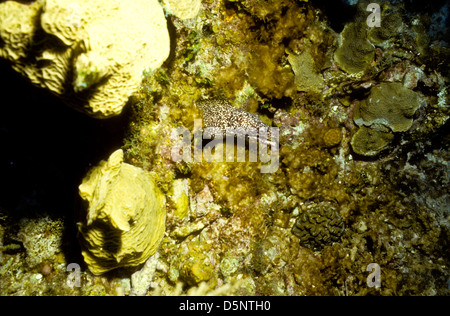 Îles Caïmans Sept 1994 diapositives numériques,Conversions la plongée,Divers,Corail, la photographie sous-marine, les îles Caïmanes,Caraïbes Banque D'Images