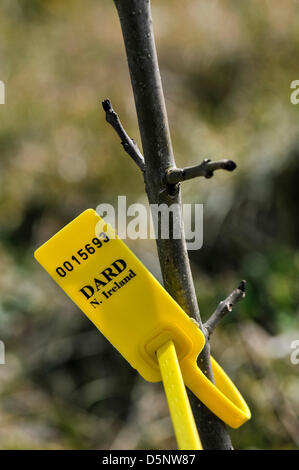 Carrickfergus (Irlande du Nord, Royaume-Uni. 6e avril 2013. Un DARD tag indique la découverte du champignon Chalara fraxinea (chalarose du frêne) sur un jeune arbre au Bois du Jubilé dans Whitehead Crédit : Stephen Barnes / Alamy Live News Banque D'Images