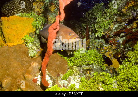 Îles Caïmans Sept 1994 diapositives numériques,Conversions la plongée,Divers,Corail, la photographie sous-marine, les îles Caïmanes,Caraïbes Banque D'Images