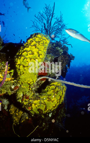 Îles Caïmans Sept 1994 diapositives numériques,Conversions la plongée,Divers,Corail, la photographie sous-marine, les îles Caïmanes,Caraïbes Banque D'Images