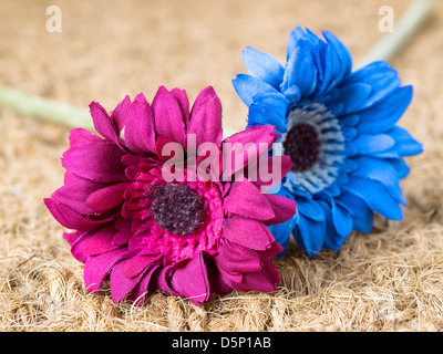 Deux fleurs de différentes couleurs sur fond lin. Une fleur est bleue et l'autre est marron. Banque D'Images