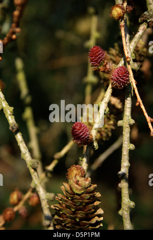 Un gros plan des pommes de pins sur une branche. Banque D'Images