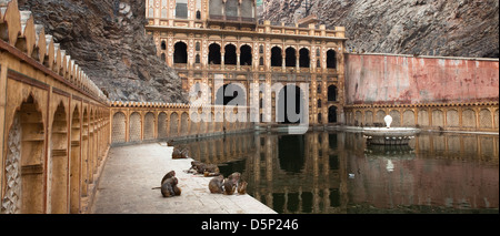 Jaipur, Inde Temple singe Banque D'Images