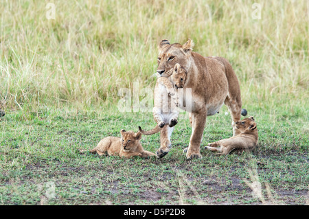 Lionne africaine portant un Cub dans sa bouche avec deux oursons à côté d'elle, Panthera leo, Masai Mara National Reserve, Kenya, Africa Banque D'Images