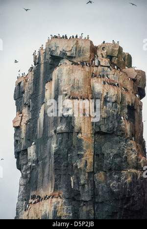 Les guillemots ou Serin du Brunniche, guillemots (Uria lomvia), colonie de nidification, Alkefjellet, Le Cap, le détroit d'Hinlopen Fanshaw, France Banque D'Images