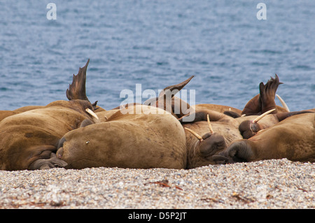 Échouerie, Morse (Odobenus rosmarus), Torelineset, archipel du Svalbard, Norvège Banque D'Images