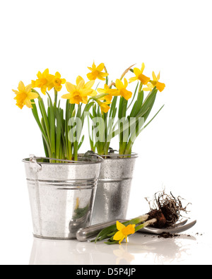 La plantation de bulbes de jonquilles dans des conteneurs sur un fond blanc Banque D'Images