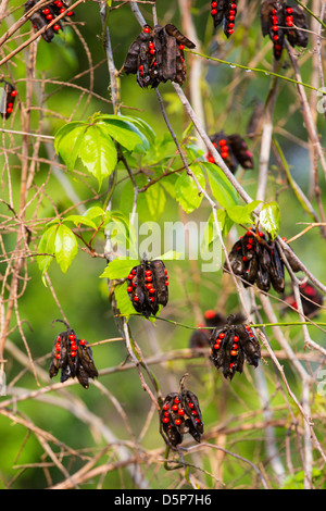 Roasry ou pois Baies poison oeil Crabes Banque D'Images