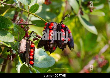 Roasry ou pois Baies poison oeil Crabes Banque D'Images