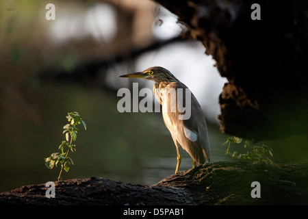 Heron Ardeola grayii Indian Pond Banque D'Images