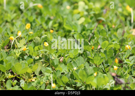 Une petites feuilles vertes dans le jardin. Banque D'Images