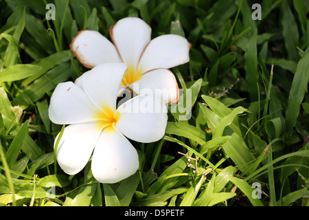 Deux fleurs de frangipanier blanc et jaune,le plumeria fleurs sur l'herbe verte. Banque D'Images