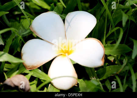 Fleurs de frangipanier blanc et jaune,le plumeria flowers sur l'herbe verte. Banque D'Images