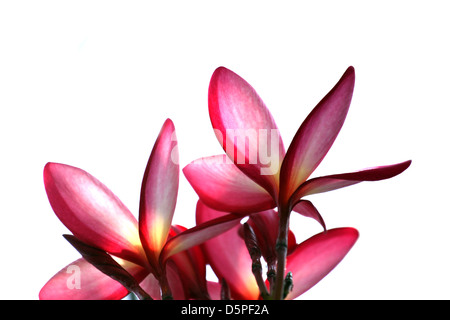 Fleurs de frangipanier rose,les fleurs sur le fond blanc. Banque D'Images