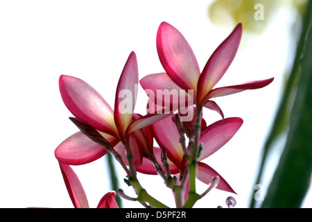 Fleurs de frangipanier rose,les fleurs sur le fond blanc. Banque D'Images