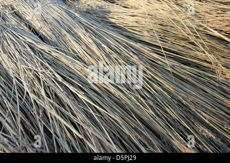 Récolté et empilés sur le toit de chaume de roseaux pour Dingle, Marais, Suffolk, Angleterre Walberswick NNR une réserve naturelle nationale Banque D'Images