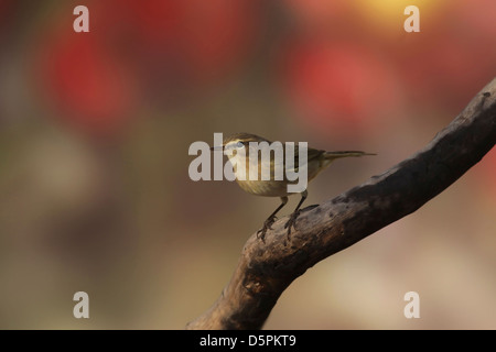 Grosbec casse-noyaux, ou tout simplement le « récent, (Phylloscopus collybita) sur une branche Banque D'Images