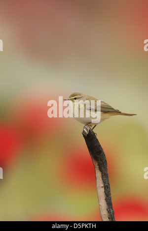 Grosbec casse-noyaux, ou tout simplement le « récent, (Phylloscopus collybita) sur une branche Banque D'Images