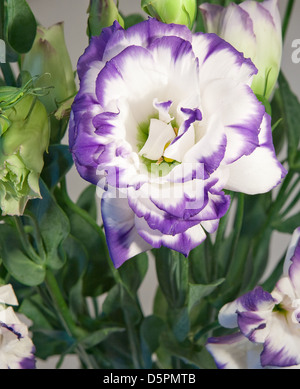 - Le lisianthus ou Eustoma fleurs d'Amérique centrale Banque D'Images