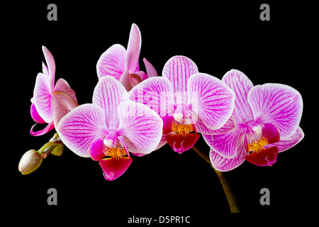 Phalaenopsis, orchidée papillon fleurs et bourgeons sur fond noir Banque D'Images
